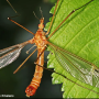 Tipula (Lunatipula) lunata : habitus - male