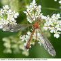 Tipula (Lunatipula) lunata : habitus - male