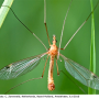Tipula (Lunatipula) lunata : habitus - male