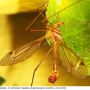 Tipula (Lunatipula) lunata : habitus - male