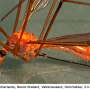 Tipula (Lunatipula) lunata : habitus - male