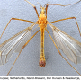 Tipula (Lunatipula) lunata : habitus - male