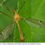 Tipula (Lunatipula) lunata : habitus - male