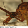 Tipula (Lunatipula) lunata : body part(s) - head and thorax