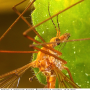 Tipula (Lunatipula) lunata : body part(s) - head and thorax