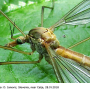 Tipula (Lunatipula) lunata : body part(s) - head and thorax