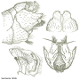 Tipula (Lunatipula) lunata : hypopygium