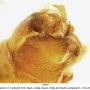 Tipula (Lunatipula) lunata : hypopygium