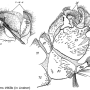 Tipula (Lunatipula) lunata : hypopygium