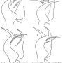 Tipula (Lunatipula) lunata : hypopygium
