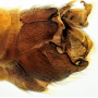 Tipula (Lunatipula) lunata : hypopygium