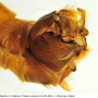 Tipula (Lunatipula) lunata : hypopygium