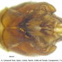 Tipula (Lunatipula) lunata : hypopygium