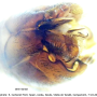 Tipula (Lunatipula) lunata : hypopygium