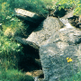 Tipula (Lunatipula) lunata : habitat
