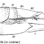 Tipula (Lunatipula) lunata : ovipositor