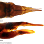 Tipula (Lunatipula) lunata : ovipositor