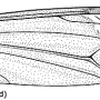 Tipula (Lunatipula) lunata : wing