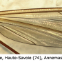 Tipula (Lunatipula) lunata : wing