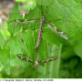 Tipula (Acutipula) maxima : habitus - copula