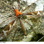 Tipula (Acutipula) maxima : habitus - female