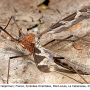 Tipula (Acutipula) maxima : habitus - female
