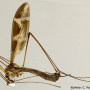 Tipula (Acutipula) maxima : habitus - male