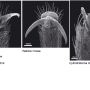 Tipula (Acutipula) maxima : body part(s) - claw