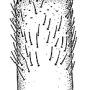 Tipula (Acutipula) maxima : body part(s) - leg