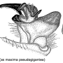 Tipula (Acutipula) maxima : hypopygium