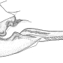 Tipula (Acutipula) maxima : ovipositor