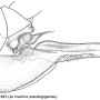 Tipula (Acutipula) maxima : ovipositor