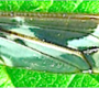 Tipula (Acutipula) maxima : wing