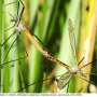 Tipula (Platytipula) melanoceros : habitus - copula