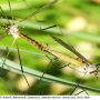 Tipula (Platytipula) melanoceros : habitus - copula