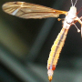 Tipula (Platytipula) melanoceros : habitus - female