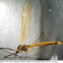 Tipula (Platytipula) melanoceros : habitus - female