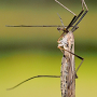 Tipula (Platytipula) melanoceros : habitus - female