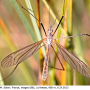 Tipula (Platytipula) melanoceros : habitus - male