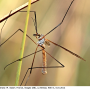 Tipula (Platytipula) melanoceros : habitus - male