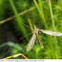 Tipula (Platytipula) melanoceros : habitus - male
