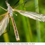 Tipula (Platytipula) melanoceros : habitus - male