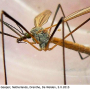 Tipula (Platytipula) melanoceros : habitus - male