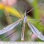 Tipula (Platytipula) melanoceros : habitus - male