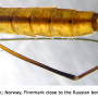 Tipula (Platytipula) melanoceros : body part(s) - abdomen