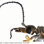 Tipula (Platytipula) melanoceros : body part(s) - head and antenna
