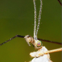 Tipula (Platytipula) melanoceros : body part(s) - head and antenna