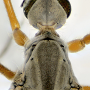 Tipula (Platytipula) melanoceros : body part(s) - head and thorax