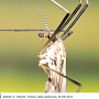 Tipula (Platytipula) melanoceros : body part(s) - head and thorax