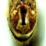 Tipula (Platytipula) melanoceros : hypopygium